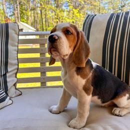 Baby Boy - Black tan and white male Beagle puppy in Monticello, Georgia from Beaglelove
