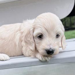 Candy - Cream female Dachshund puppy in Richmond, Virginia from Irresistible Dachshunds & Cavaliers