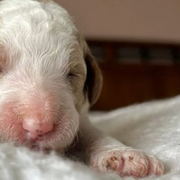 Goldendoodles from Family Goldendoodles