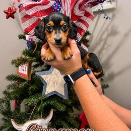 Girl 1 - Black and tan female Dachshund puppy in Waco, Georgia from Huff Family Doxies & Doodles