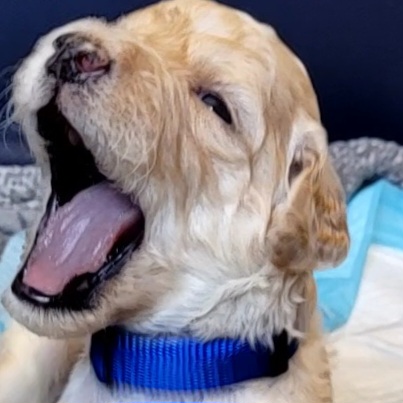 Goldendoodle Puppies from M&M G-Doods