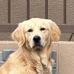 Bear - Golden Retriever
