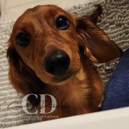 Dachshund Puppies from Camacho_Dachshunds