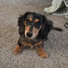 Lucy - Dachshund