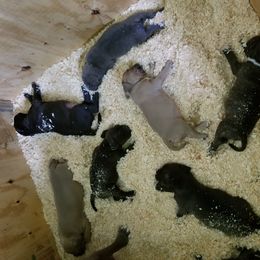 American Bully Puppies from Weight In Gold Kennels