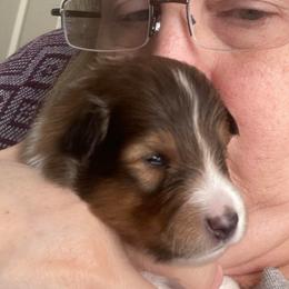 Fred (Male 1) - Sable and white male Shetland Sheepdog puppy in Chambersburg, Pennsylvania from Clark Kennel Shelties