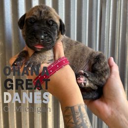 Hardy - Brindle male Great Dane puppy in Michigan from Ohana Great Danes of Michigan