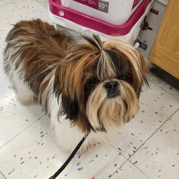 Shih Tzu Puppies from Raincross Shih Tzu