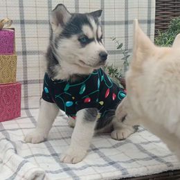 Girl 1 - Lola - Black and white female Siberian Husky puppy in Coatesville, Pennsylvania from Amore Puppies