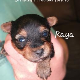 Raya - Black and tan female Yorkshire Terrier puppy in West Plains, Missouri from Brinkley Yorkies