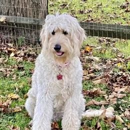 Bailey - Goldendoodle