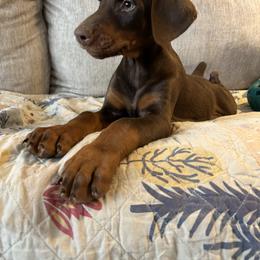 Boy 5 - Red and rust male Doberman Pinscher puppy in Neshkoro, Wisconsin from Sky’s Dobermans