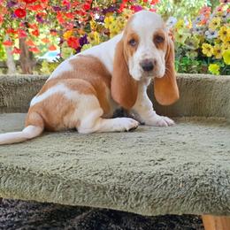 Purple Girl Hadley - Lemon and white female Basset Hound puppy in Foley, Alabama from Jubilee Basset Hounds