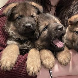 German Shepherds from Von Plateau