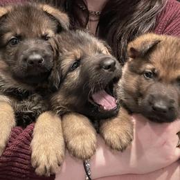 German Shepherds from Von Plateau