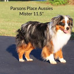 Mister - Toy Australian Shepherd