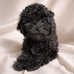 Little foot - Black female Goldendoodle puppy in Reno, Nevada from Darling Doodles