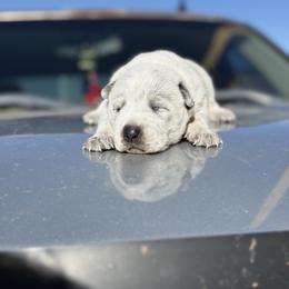 Will - Blue speckled male Australian Cattle Dog puppy in Rock Point, Arizona from Tully’s Cattledogs