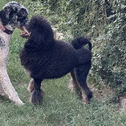 Ferrari - Poodle