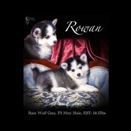Rowan, Show Quality Pomsky in rare Wolf Grey. - Gray and white male Pomsky puppy in Perkins, Oklahoma from A-Dream Pomsky Kennel