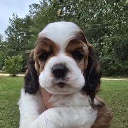 Corporal - Sable and white male Cocker Spaniel puppy in Florence, South Carolina from Reddick's American Cocker Spaniels