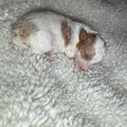 AKC Cider - Male - Clear DNA Tested OFA parentage - Parti male Poodle puppy in Tampa, Florida from The Sweet Life of a Toy Poodle