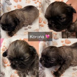 Korona - Sable female Shih Tzu puppy in Orange, California from Shih Tzu Hauz