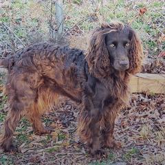 Rosie - Boykin Spaniel