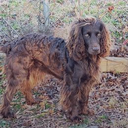 Rosie - Boykin Spaniel
