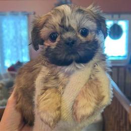 Meatball - Red male Shih Tzu puppy in Nekoosa, Wisconsin from Brox Acres House of Fur LLC