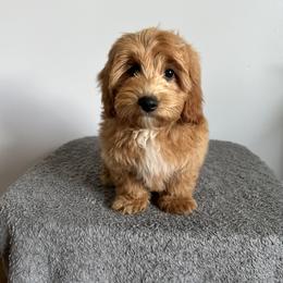 Cavalier King Charles Spaniel, Cavapoochon, and Goldendoodle Puppies from Timshell Farm: Specialty Crossbreed Puppies
