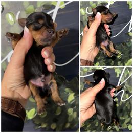 Jack Black - Black and gold male Yorkshire Terrier puppy in Cleveland, Tennessee from Moody’s Morkies and More