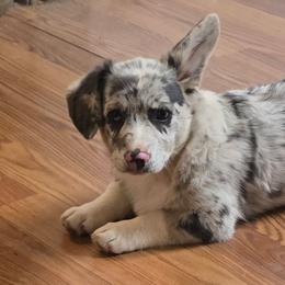 Bluie Merle - Blue merle and white female American Corgi puppy in Clovis, New Mexico from Sweet & Salty Cowdogs