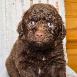 Onyx - Brown and white male Aussiedoodle puppy in Cleveland, Georgia from Jam's Doodles And Poodles