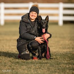 Yeet - German Shepherd