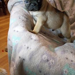 Fawn boy - Fawn male Pug puppy in Fall Creek, Wisconsin from Heartville Pugs