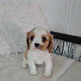 Theo - Blenheim male Cavalier King Charles Spaniel puppy in Decatur, Illinois from Petite Pups