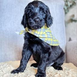 Snickerdoodle- Yellow Collar - Black male Goldendoodle puppy in Bay City, Texas from Charming Doods Goldendoodles
