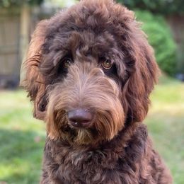 Goldendoodles from Triple Creek Goldendoodles