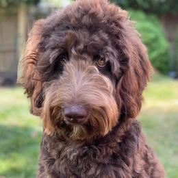 Goldendoodles from Triple Creek Goldendoodles
