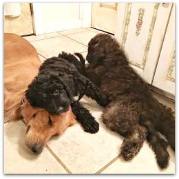 Goldendoodle Puppies from COTTAGE DOODLES
