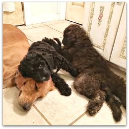 Goldendoodle Puppies from COTTAGE DOODLES