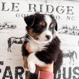 Thomas - Black tri male Miniature Australian Shepherd puppy in Goldsboro, North Carolina from Maple Ridge Farm