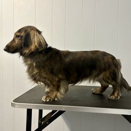 Summer - Dachshund