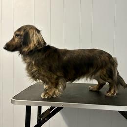 Summer - Dachshund