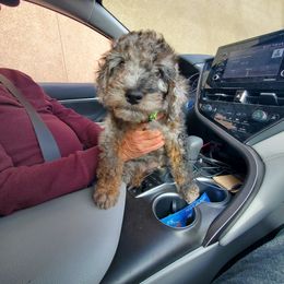 Aussiedoodle Puppies from Color Country Doodles