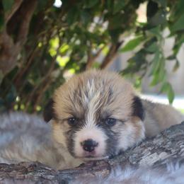 Boy 6 - Red male Pembroke Welsh Corgi puppy in Caliente, California from Rafter Cross 7