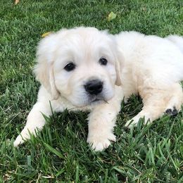 Golden Retriever Puppies from West Coast Cream Goldens