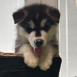 Mr Brown - Seal and white male Alaskan Malamute puppy in Giddings, Texas from Strong Water Malamutes