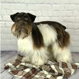 Kartoffel - Miniature Schnauzer